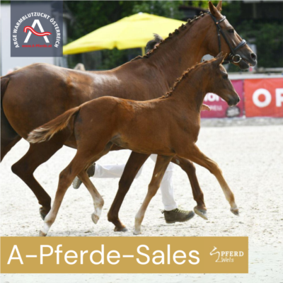 Mehr zu: A-Pferde Sales & A-Youngster Sales