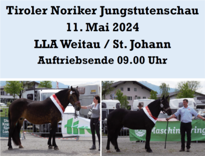 Mehr zu: Tiroler Noriker Jungstutenschau