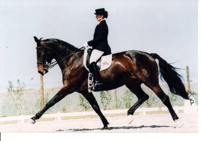 Alina (Lux x Caro Bube): schaffte es mit Besitzerin und Reiterin Daniela Kienzl bis auf die internationale Dressur-Bhne. (Foto: Archiv/Privat)